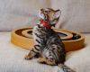 Zdjęcie №2 do zapowiedźy № 13800 na sprzedaż  kot bengalski - wkupić się Niemcy prywatne ogłoszenie