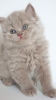 Zdjęcie №3. British longhair cat lilac babyboy - Father is World Champion. Republika Czeska