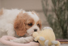 Zdjęcie №4. Sprzedam cavalier king charles spaniel w Wyoming.  - cena - negocjowane