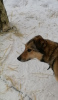 Zdjęcie №1. pies nierasowy - na sprzedaż w Pushkino | Bezpłatny | Zapowiedź №10393