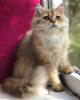 Zdjęcie №1. kot brytyjski długowłosy - na sprzedaż w Lwów | 1121zł | Zapowiedź № 24862