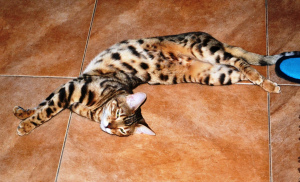 Zdjęcie №2 do zapowiedźy № 4250 na sprzedaż  kot bengalski - wkupić się Federacja Rosyjska od żłobka