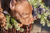 Zdjęcie №4. Sprzedam american bully w Borisov. hodowca - cena - 4186zł