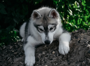 Zdjęcie №2 do zapowiedźy № 3648 na sprzedaż  husky syberyjski - wkupić się Federacja Rosyjska hodowca