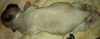 Zdjęcie №2 do zapowiedźy № 10735 na sprzedaż  amerykański staffordshire terier - wkupić się Ukraina prywatne ogłoszenie