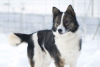 Zdjęcie №2 do zapowiedźy № 18288 na sprzedaż  pies nierasowy - wkupić się Federacja Rosyjska prywatne ogłoszenie