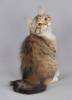 Zdjęcie №1. kot syberyjski - na sprzedaż w Penza | negocjowane | Zapowiedź № 93496