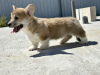 Zdjęcie №1. welsh corgi - na sprzedaż w Италијани | negocjowane | Zapowiedź №103888