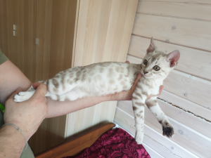 Zdjęcie №2 do zapowiedźy № 1487 na sprzedaż  kot bengalski - wkupić się Federacja Rosyjska od żłobka