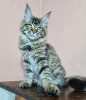 Zdjęcie №1. maine coon - na sprzedaż w West Palm Beach | 1188zł | Zapowiedź № 87566