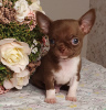 Dodatkowe zdjęcia: Chihuahua Chocolate Mini Boy