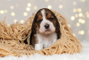 Zdjęcie №2 do zapowiedźy № 8993 na sprzedaż  beagle (rasa psa) - wkupić się Federacja Rosyjska hodowca