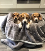 Zdjęcie №3. Zdrowe szczenięta Beagle do bezpłatnej adopcji. Niemcy