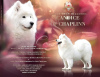 Dodatkowe zdjęcia: Lovely Snow Diamonds Hodowla Samoyedów (HU)