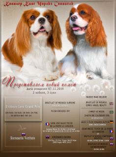 Zdjęcie №1. cavalier king charles spaniel - na sprzedaż w Petersburg | Negocjowane | Zapowiedź №3956