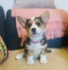 Zdjęcie №1. welsh corgi - na sprzedaż w Atlanta | 1188zł | Zapowiedź №107203