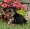 Zdjęcie №2 do zapowiedźy № 115291 na sprzedaż  yorkshire terrier - wkupić się USA 