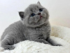 Zdjęcie №2 do zapowiedźy № 88665 na sprzedaż  kot brytyjski krótkowłosy - wkupić się USA prywatne ogłoszenie