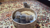 Dodatkowe zdjęcia: Szkocki zwisłouchy kotek