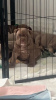 Zdjęcie №1. pies nierasowy - na sprzedaż w Armadale | 7953zł | Zapowiedź №104707