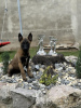 Dodatkowe zdjęcia: Owczarek belgijski - Malinois