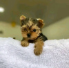 Zdjęcie №1. yorkshire terrier - na sprzedaż w Ohio City | Bezpłatny | Zapowiedź №123114