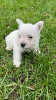 Zdjęcie №4. Sprzedam west highland white terrier w Альгермиссен. hodowca - cena - 6278zł