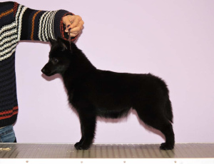 Zdjęcie №3. Szczenięta Schipperke. Federacja Rosyjska