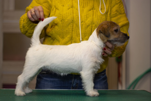 Zdjęcie №4. Sprzedam jack russell terrier w Gomel. hodowca - cena - 1373zł