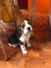 Zdjęcie №1. beagle (rasa psa) - na sprzedaż w Monachium | 1423zł | Zapowiedź №100510
