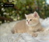 Zdjęcie №2 do zapowiedźy № 25848 na sprzedaż  kot brytyjski długowłosy - wkupić się Turcja prywatne ogłoszenie, hodowca