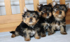 Zdjęcie №1. yorkshire terrier - na sprzedaż w Berlin | Bezpłatny | Zapowiedź №98241