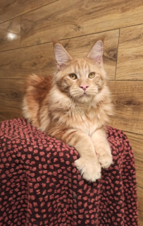 Dodatkowe zdjęcia: Maine Coon. Kotek