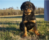 Zdjęcie №4. Sprzedam rottweiler w Nowy Jork. prywatne ogłoszenie - cena - Bezpłatny