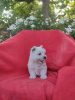 Zdjęcie №4. Sprzedam west highland white terrier w Krapkowice. hodowca - cena - 10464zł