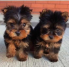 Zdjęcie №1. yorkshire terrier - na sprzedaż w Chicago | 4zł | Zapowiedź №87462