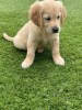 Zdjęcie №1. golden retriever - na sprzedaż w Berlin | negocjowane | Zapowiedź №115945