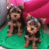 Zdjęcie №1. yorkshire terrier - na sprzedaż w Jekaterynburg | 2256zł | Zapowiedź №11076