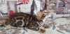 Zdjęcie №2 do zapowiedźy № 9786 na sprzedaż  kot bengalski - wkupić się Federacja Rosyjska od żłobka