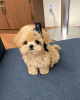 Zdjęcie №3. Szczenięta Maltipoo szukają nowego domu Biznesowy WhatsApp 37256348129. Finlandia