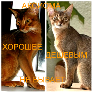 Zdjęcie №2 do zapowiedźy № 826 na sprzedaż  kot abisyński - wkupić się Białoruś od żłobka