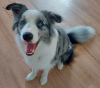 Dodatkowe zdjęcia: Border Collie / Blue merle / Typ Show / samiec / FCI / ZKwP