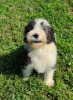 Zdjęcie №4. Sprzedam bearded collie w Tennessee City.  - cena - Bezpłatny