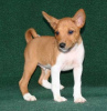 Zdjęcie №1. basenji - na sprzedaż w Vienna | negocjowane | Zapowiedź №124805