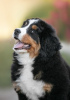 Zdjęcie №2 do zapowiedźy № 51769 na sprzedaż  berneński pies pasterski - wkupić się Federacja Rosyjska od żłobka