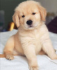 Zdjęcie №1. golden retriever - na sprzedaż w Berlin | negocjowane | Zapowiedź №83632