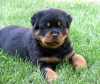 Zdjęcie №1. rottweiler - na sprzedaż w Berlin | negocjowane | Zapowiedź №97241