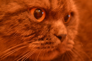Dodatkowe zdjęcia: Czekoladowy Smoky Cat