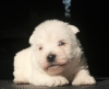 Dodatkowe zdjęcia: Szczenięta rasy West Highland White Terrier, dziewczynki