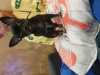Zdjęcie №1. chihuahua (rasa psów) - na sprzedaż w Nowe Miasto-Folwark | 2200zł | Zapowiedź №84749